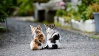 pic for Two Kittens cute 